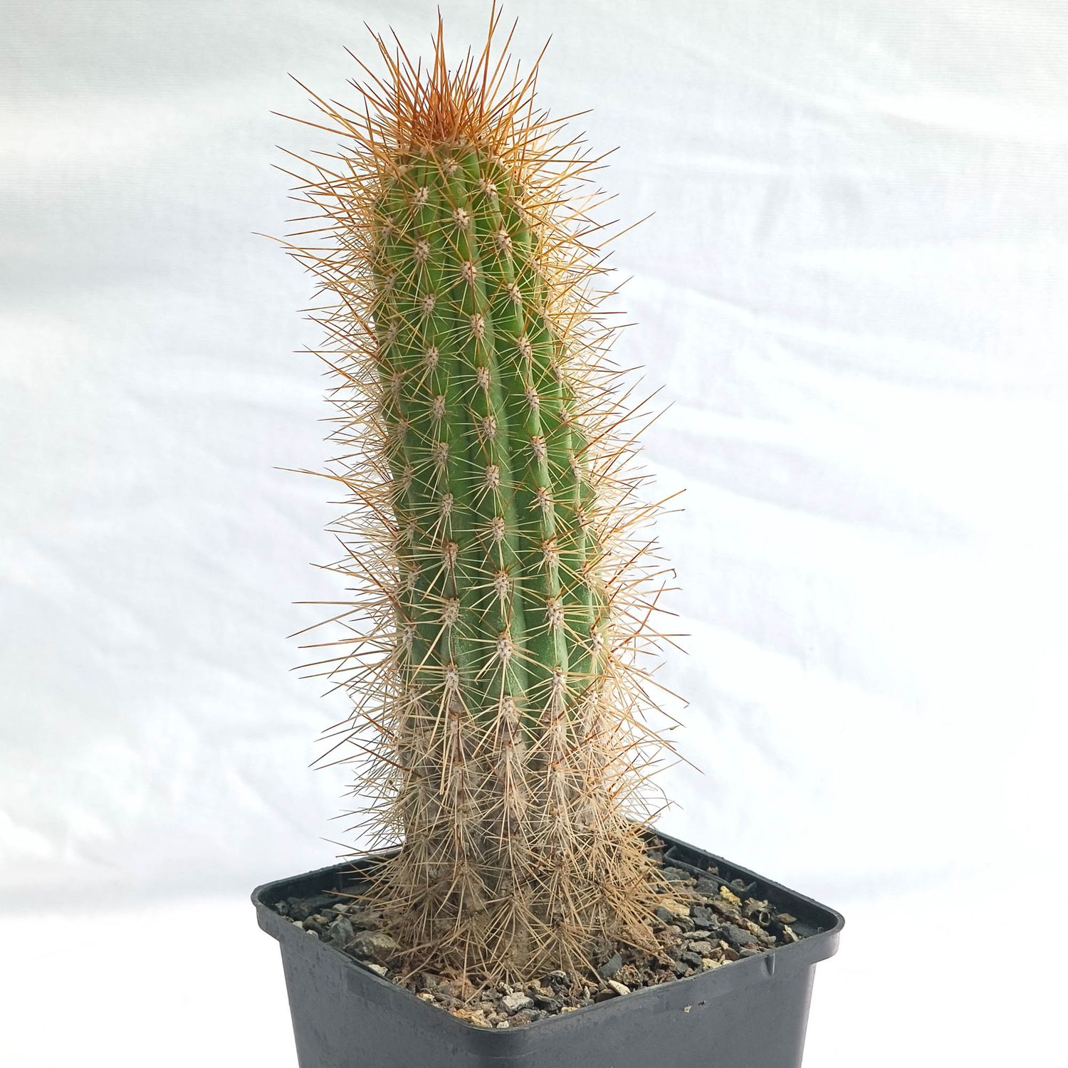 Browningia candelaris