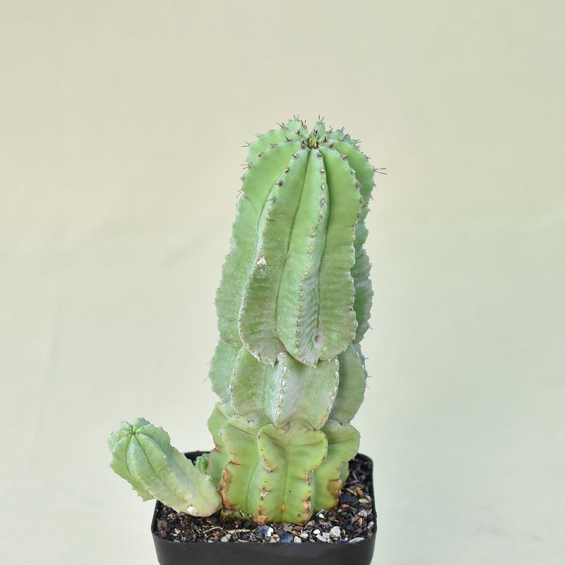 Euphorbia fruticosa inermis