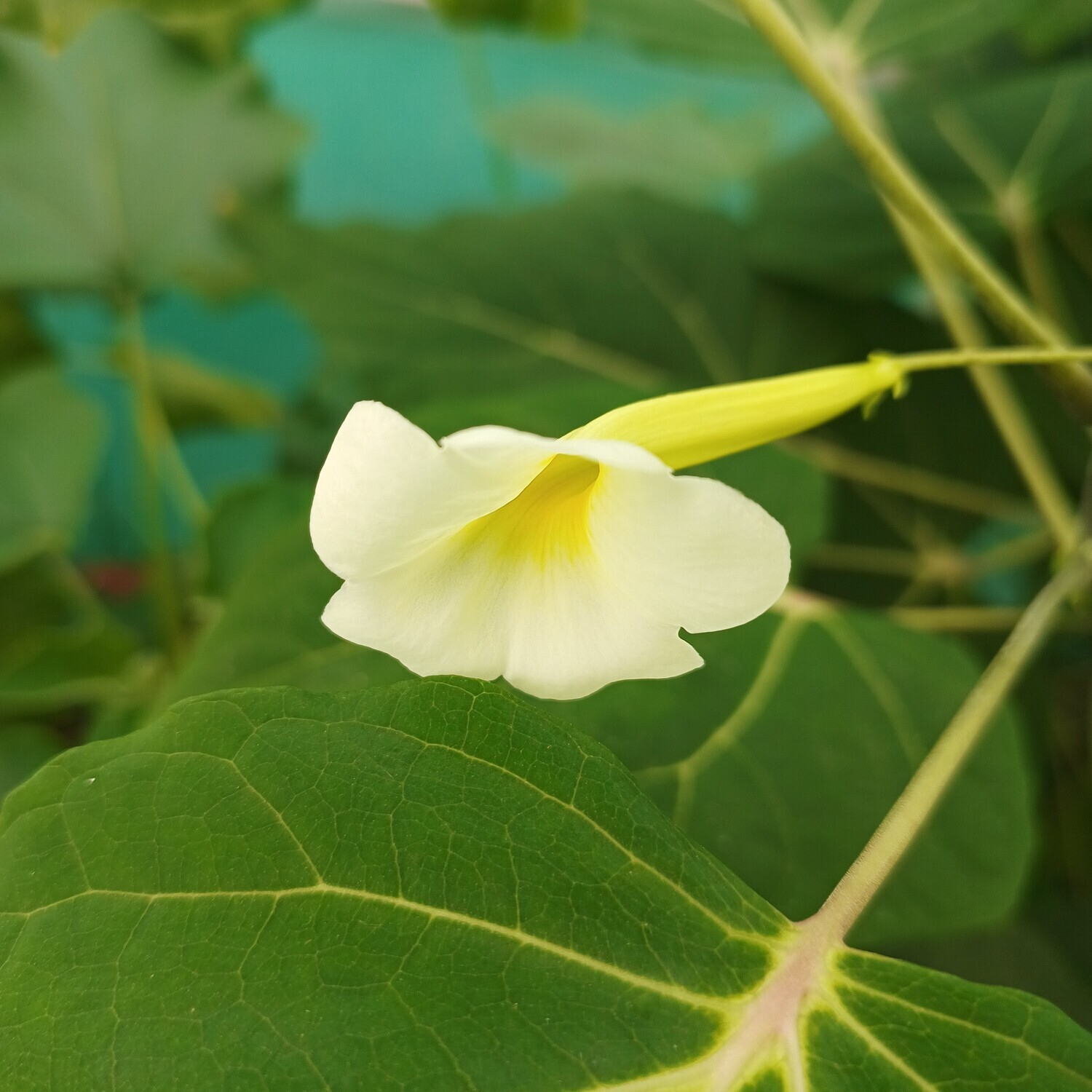 Uncarina leptocarpa