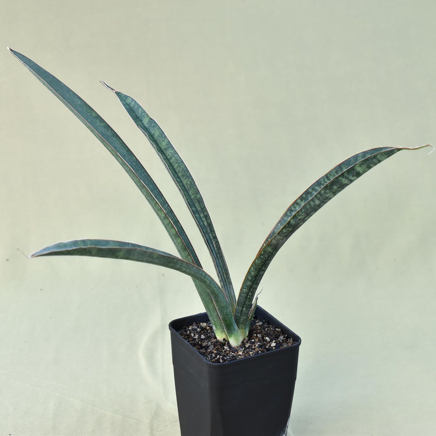 Sansevieria hallii