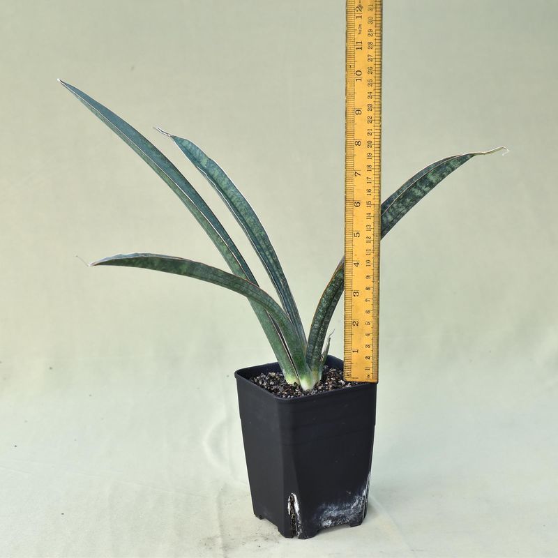 Sansevieria hallii