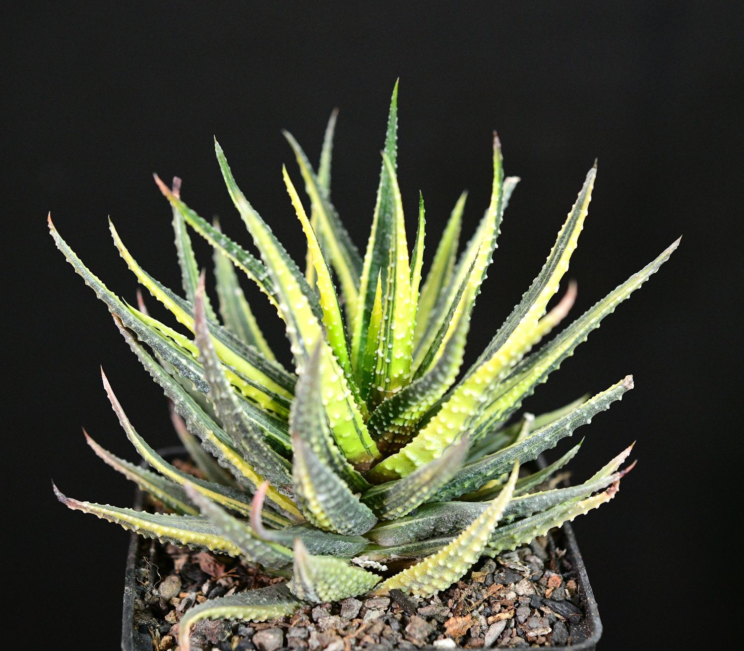 Haworthia pumila "Donuts" variegated top-down view