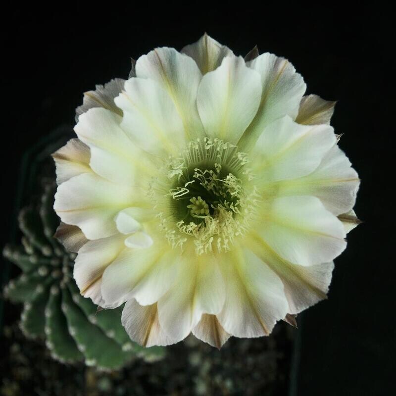 Echinopsis hybrid "Twilight Zone"