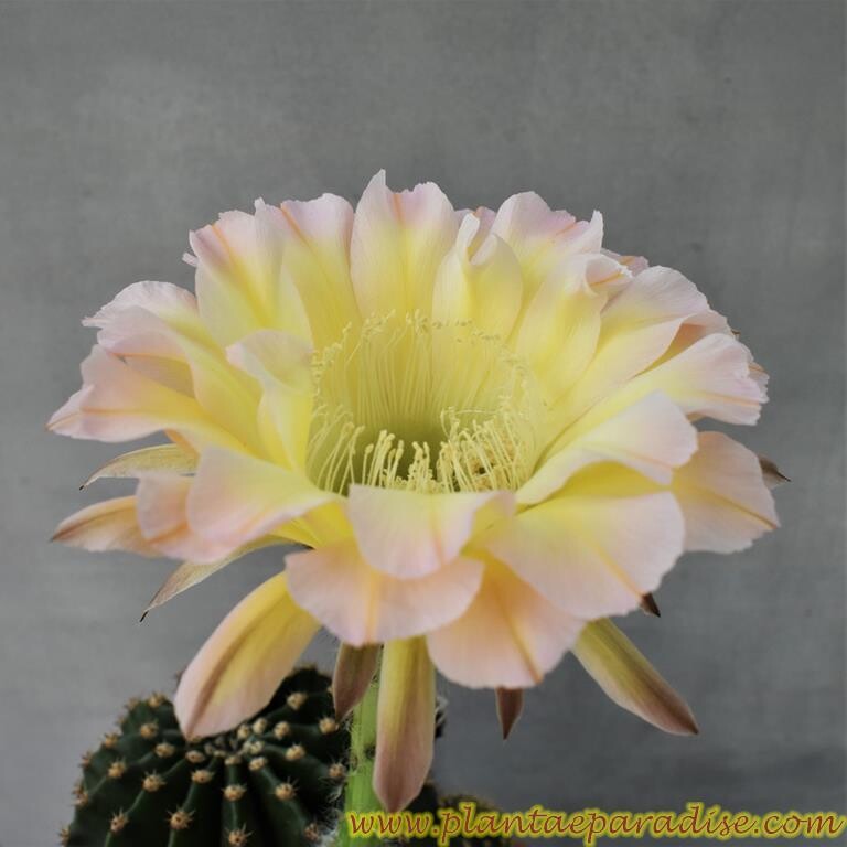 Echinopsis hybrid Echinopsis hybrid "Twilight Zone"