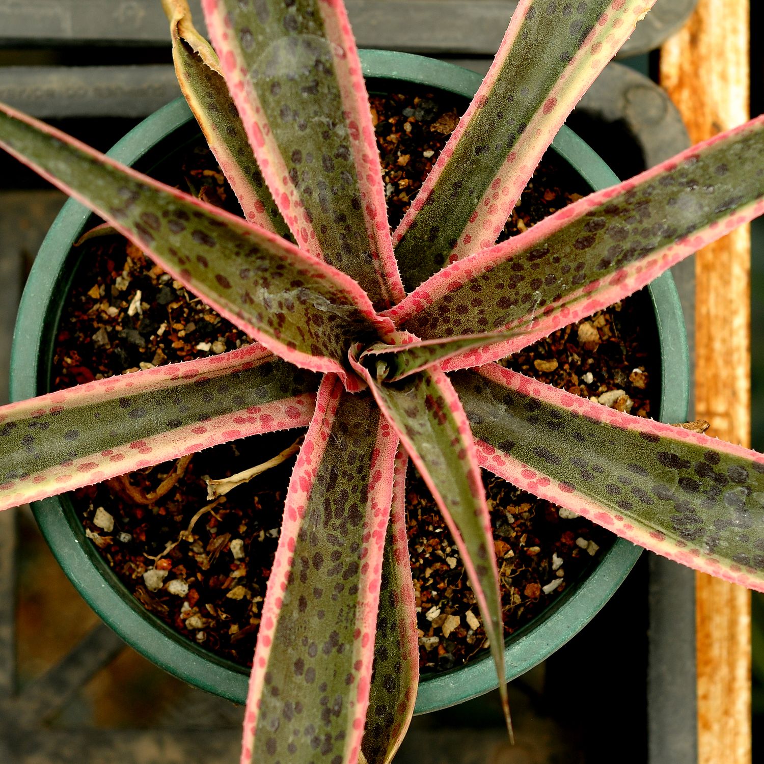 Mangave Mangave "Snow Leopard" top-down view in pot