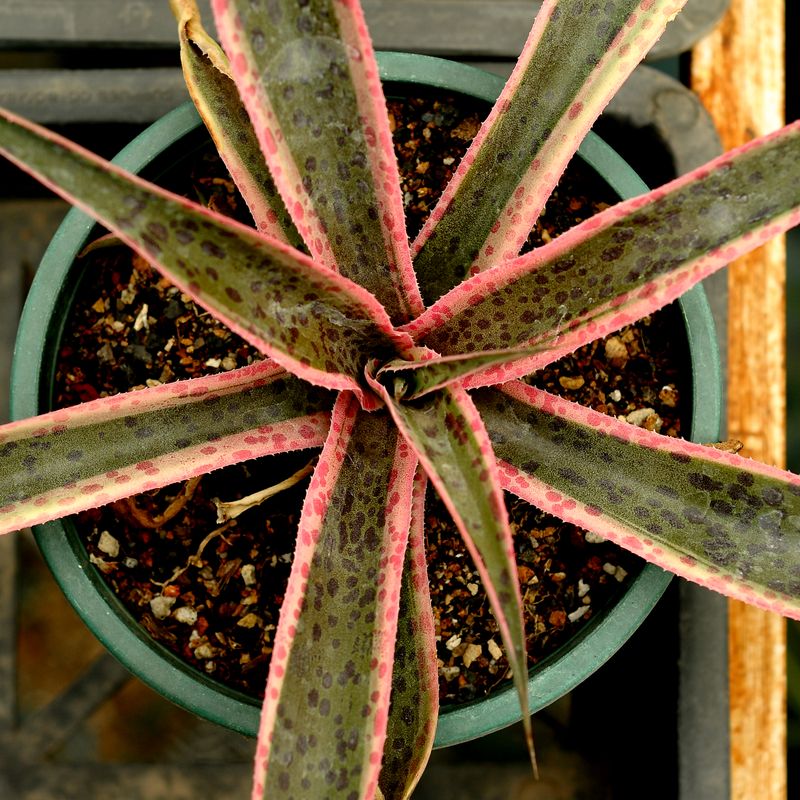 Mangave Mangave "Snow Leopard" top-down view in pot