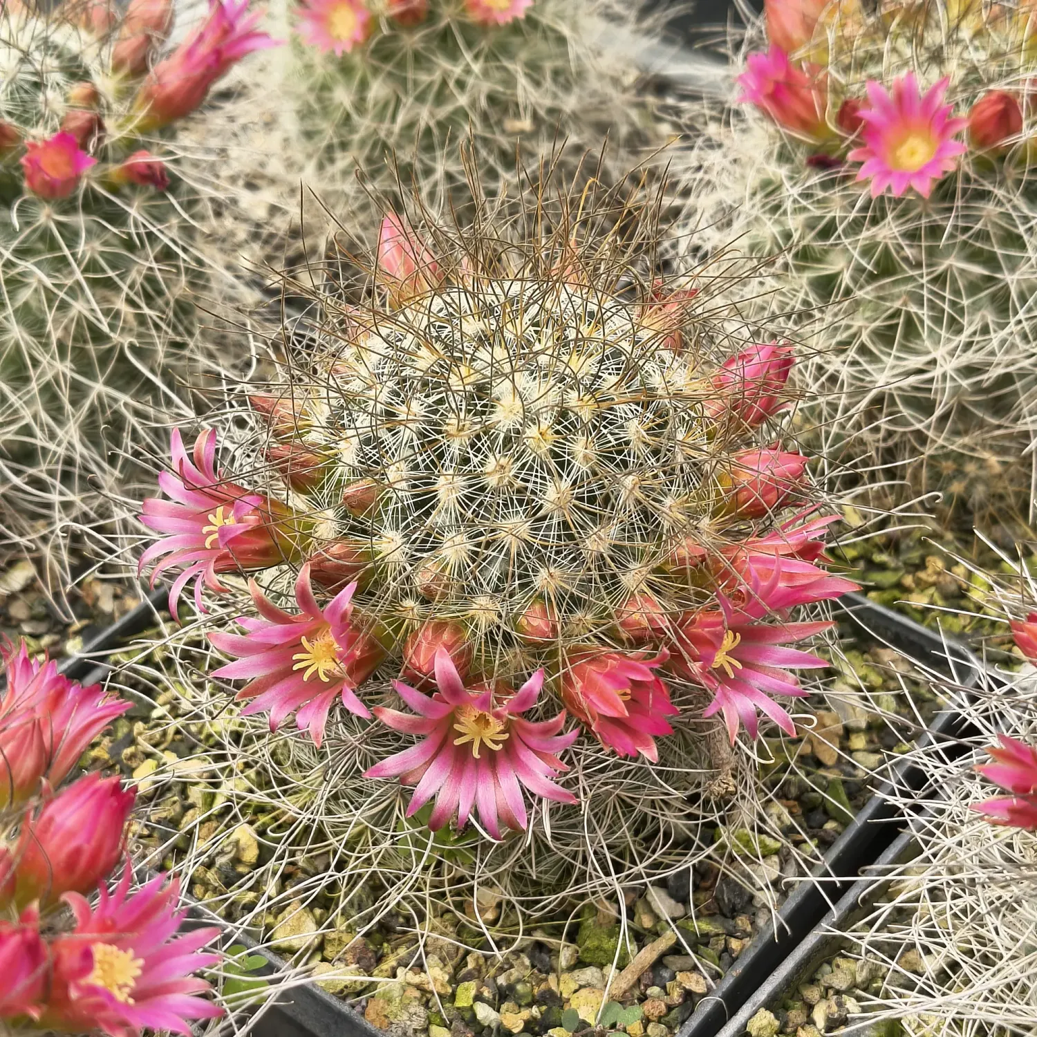 Mammillaria rekoi ssp. leptacantha