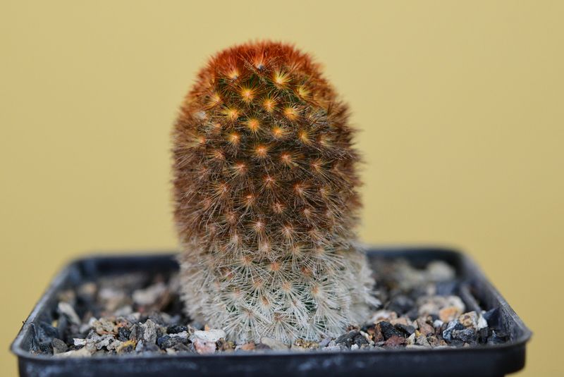 Mammillaria carmenae f. rubrispina hort front view, different angle