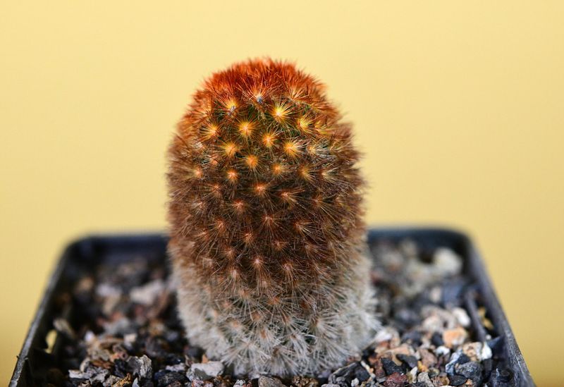 Mammillaria carmenae f. rubrispina hort front view