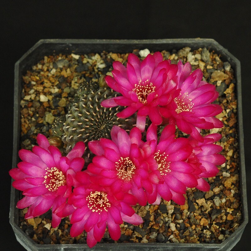 Sulcorebutia heinzii in bloom with red flowers