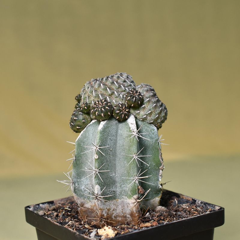 Sulcorebutia heinzii