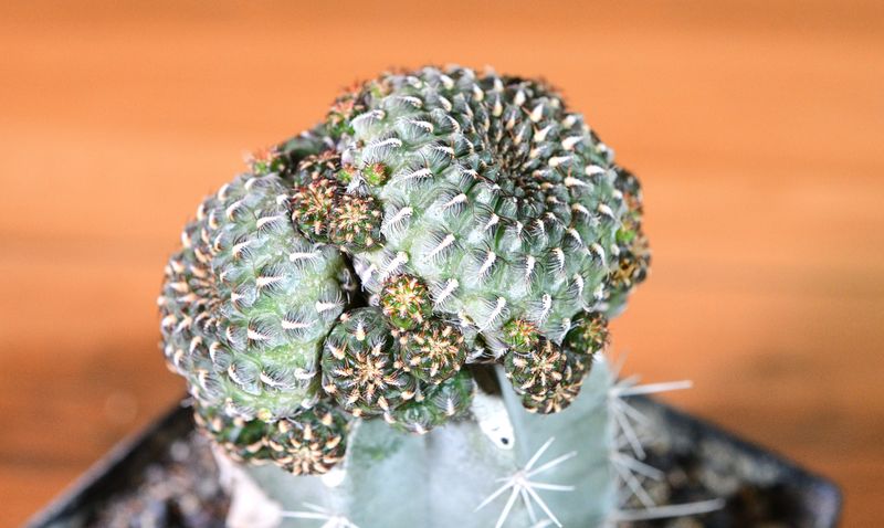 Sulcorebutia heinzii front view