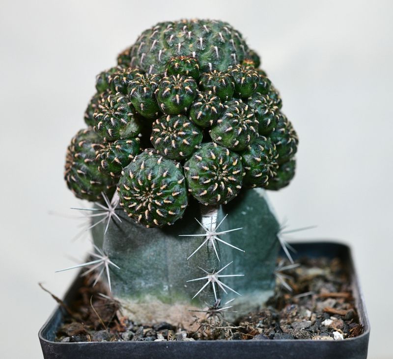 Sulcorebutia heinzii clustering form with ruler for size reference