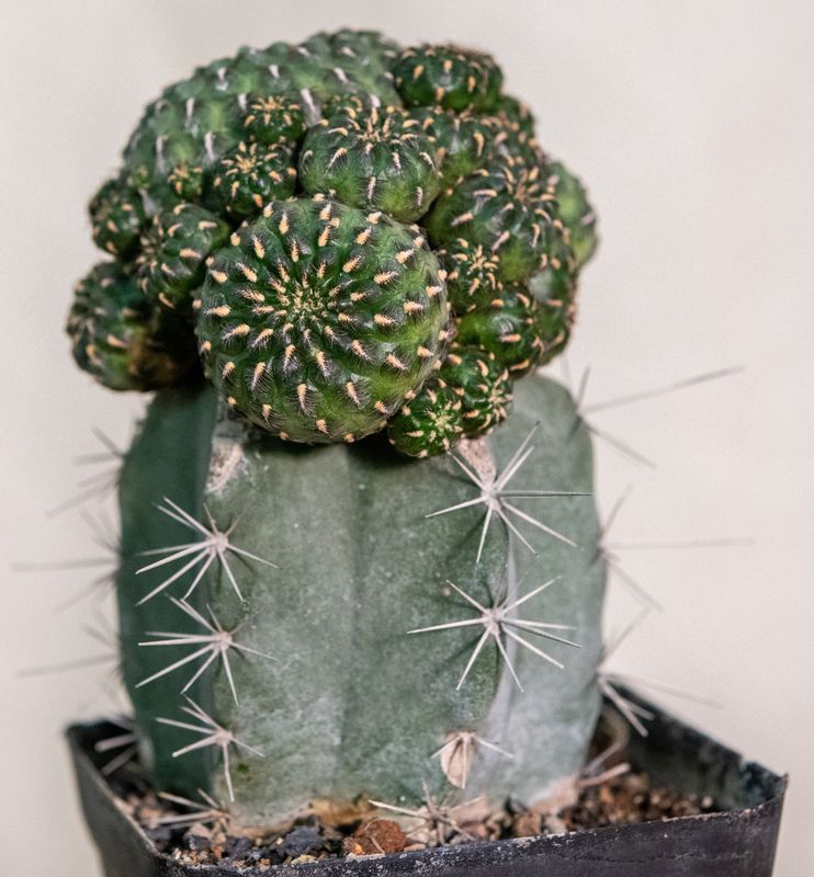 Sulcorebutia heinzii