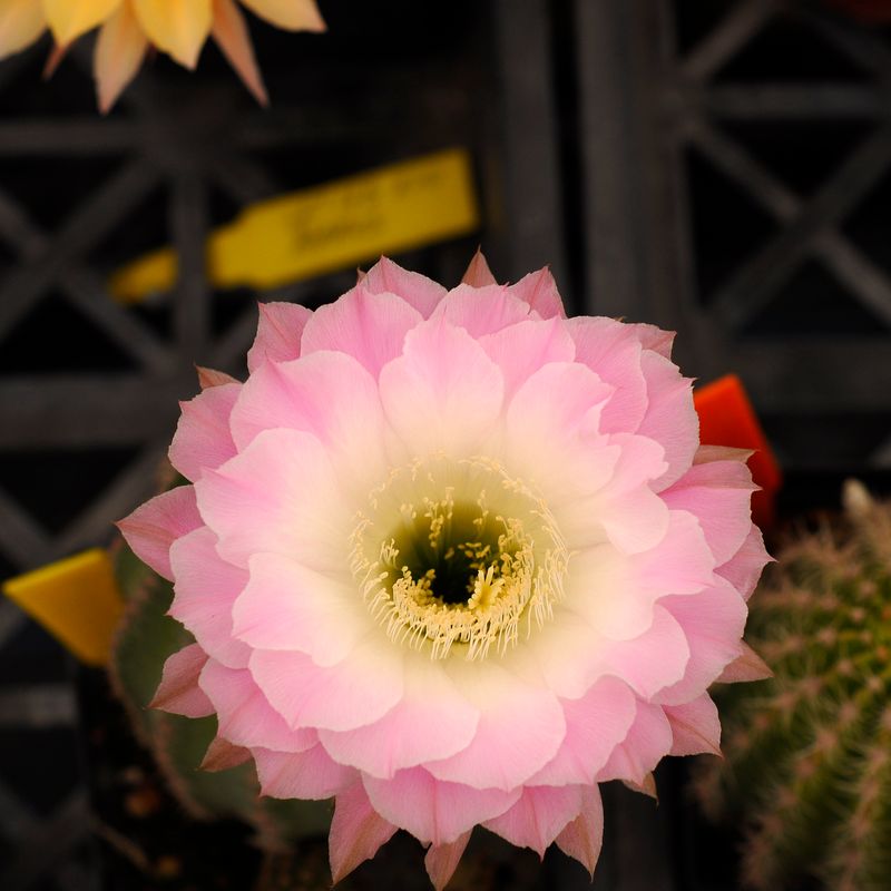 Echinopsis hybrid Brienne flower close-up view