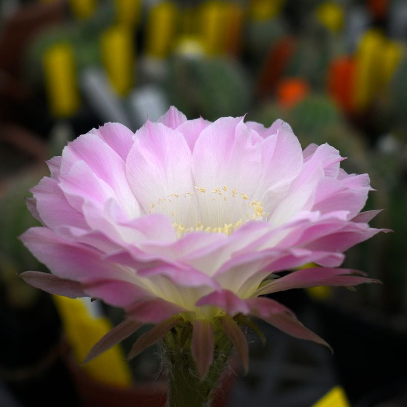 Echinopsis hybrid Brienne