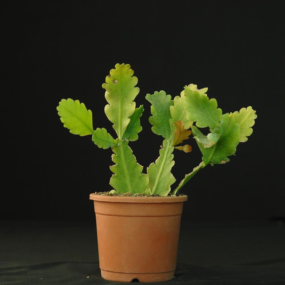 Rhipsalis oblonga