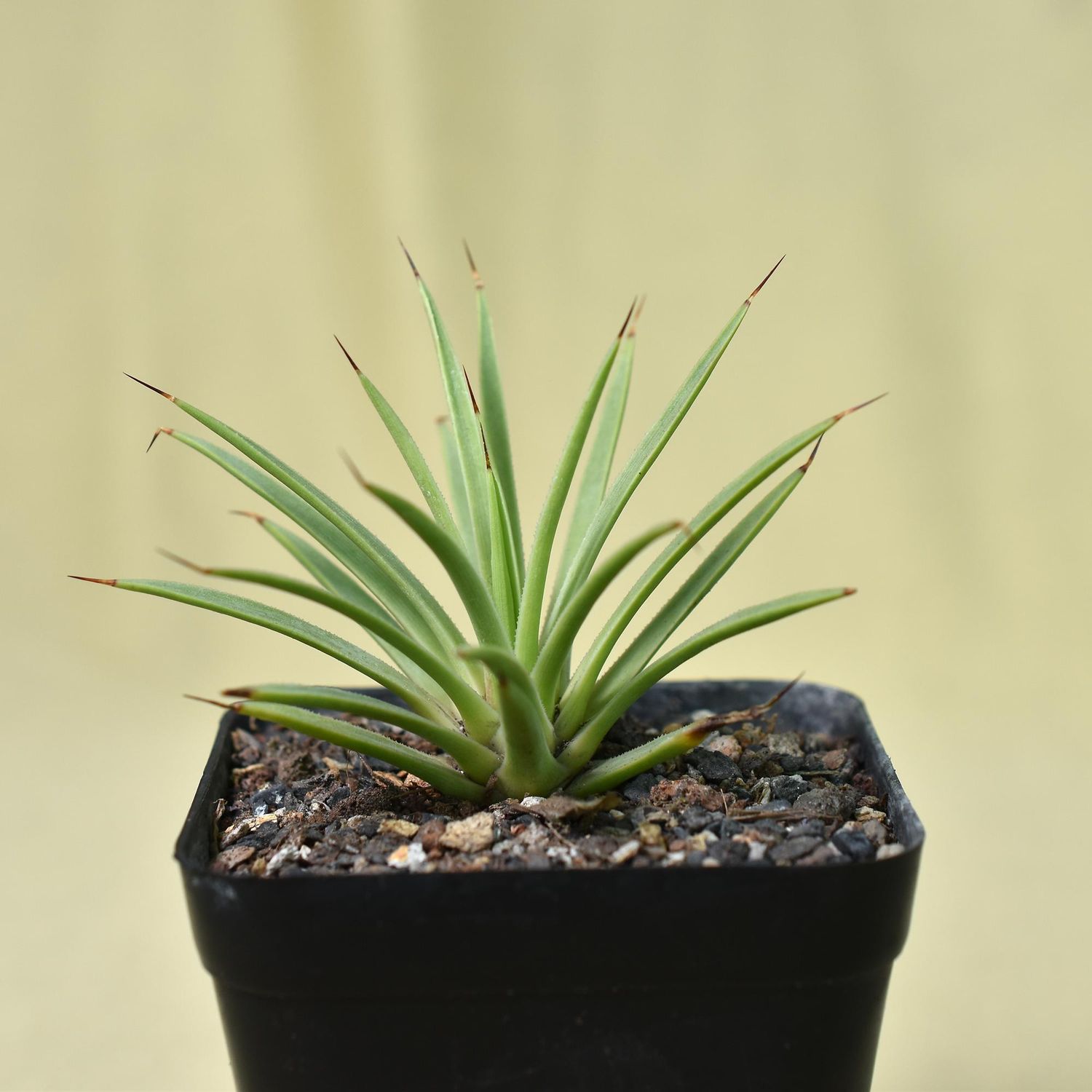 Agave stricta nana Agave stricta nana