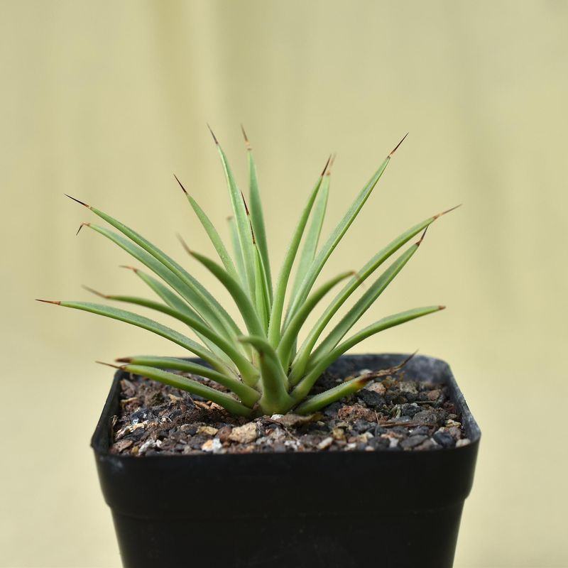 Agave stricta nana
