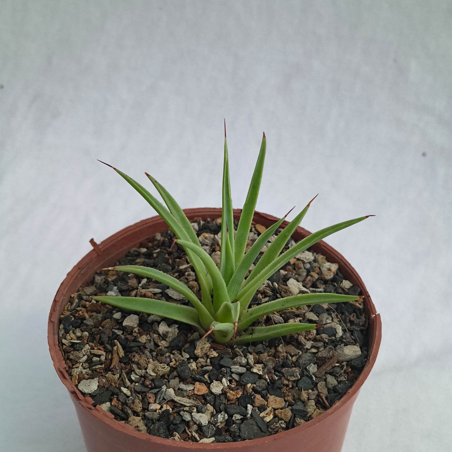 Agave stricta nana Agave stricta nana front view