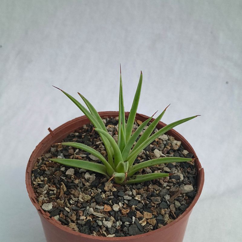 Agave stricta nana Agave stricta nana front view