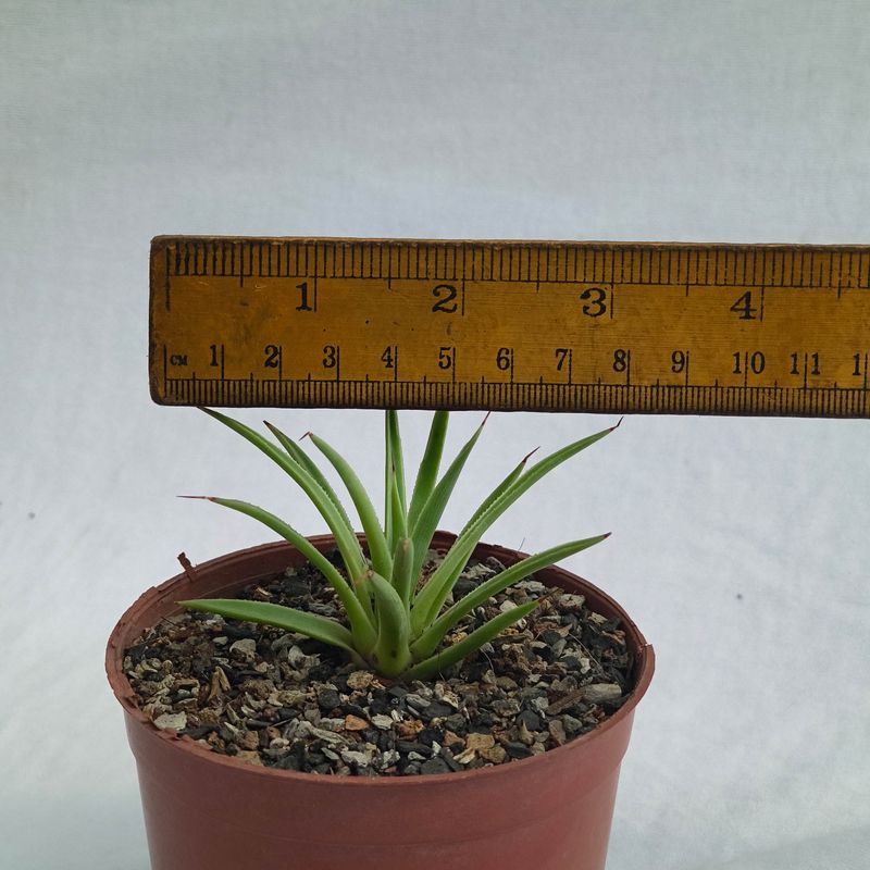 Agave stricta nana with ruler for size reference