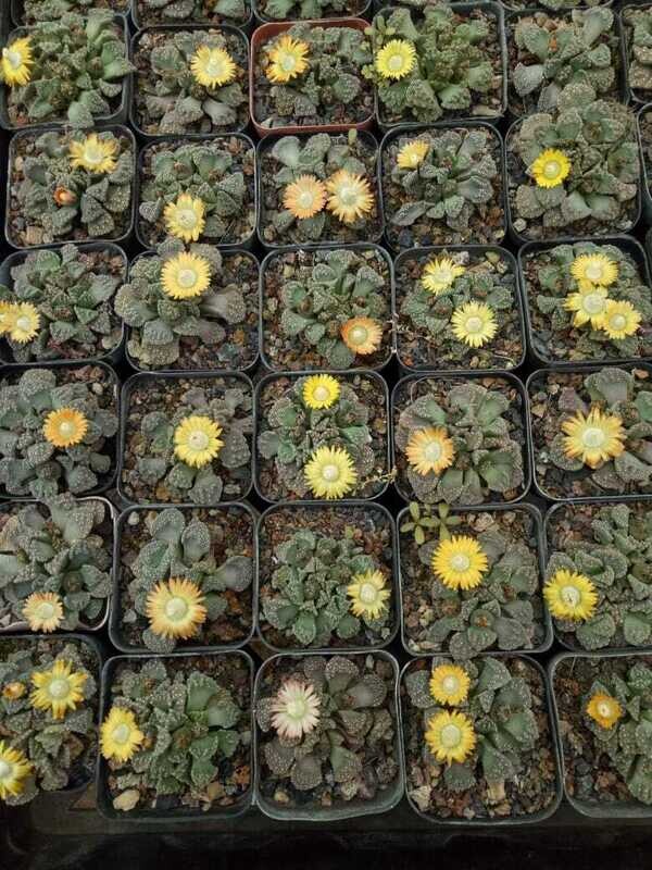 Titanopsis calcarea
