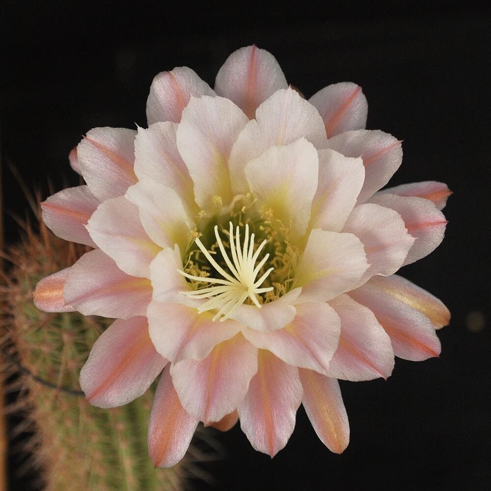 Trichocerous  hybrid "PSNEUMOSYN" in full bloom with pink and cream flowers