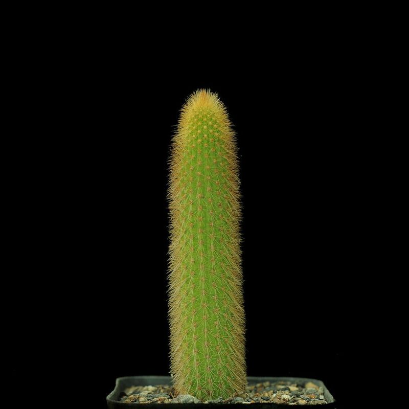 Cleistocactus Winterii (Rufus Clone) Cleistocactus Winterii Rufus Clone front view