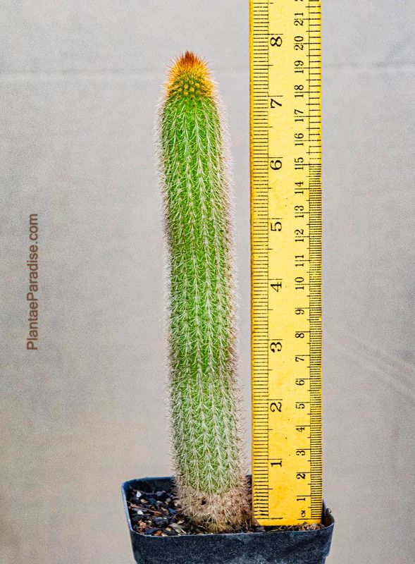 Cleistocactus Winterii Rufus Clone with ruler for size reference