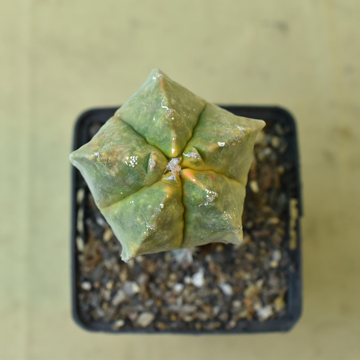 Astrophytum myriostigma cv KIKKO VARIEGATED