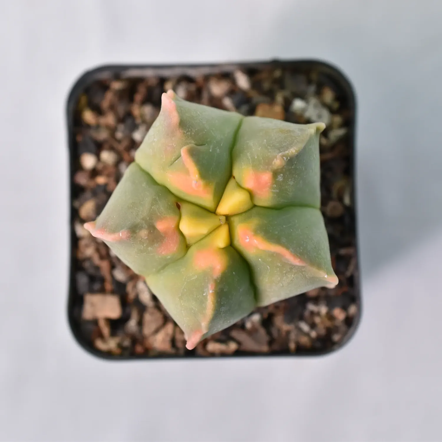Astrophytum myriostigma cv KIKKO VARIEGATED