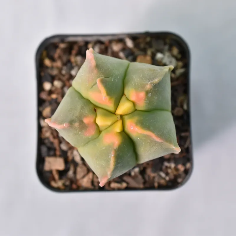 Astrophytum myriostigma cv KIKKO VARIEGATED Astrophytum myriostigma cv KIKKO VARIEGATED