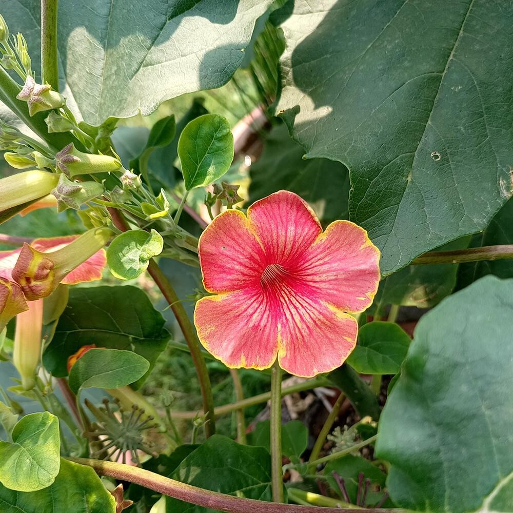 Uncarina hybrid Grafted Plant in bloom with pink and red flowers