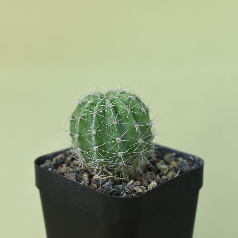 Echinopsis Hybrid Púrpura Delicado