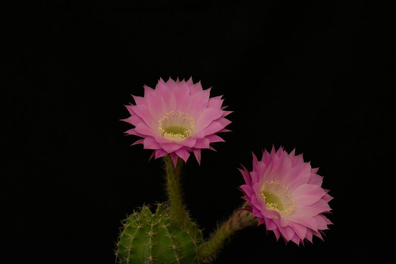 Echinopsis Hybrid Púrpura Delicado Echinopsis Hybrid Púrpura Delicado in bloom with multiple pink flowers