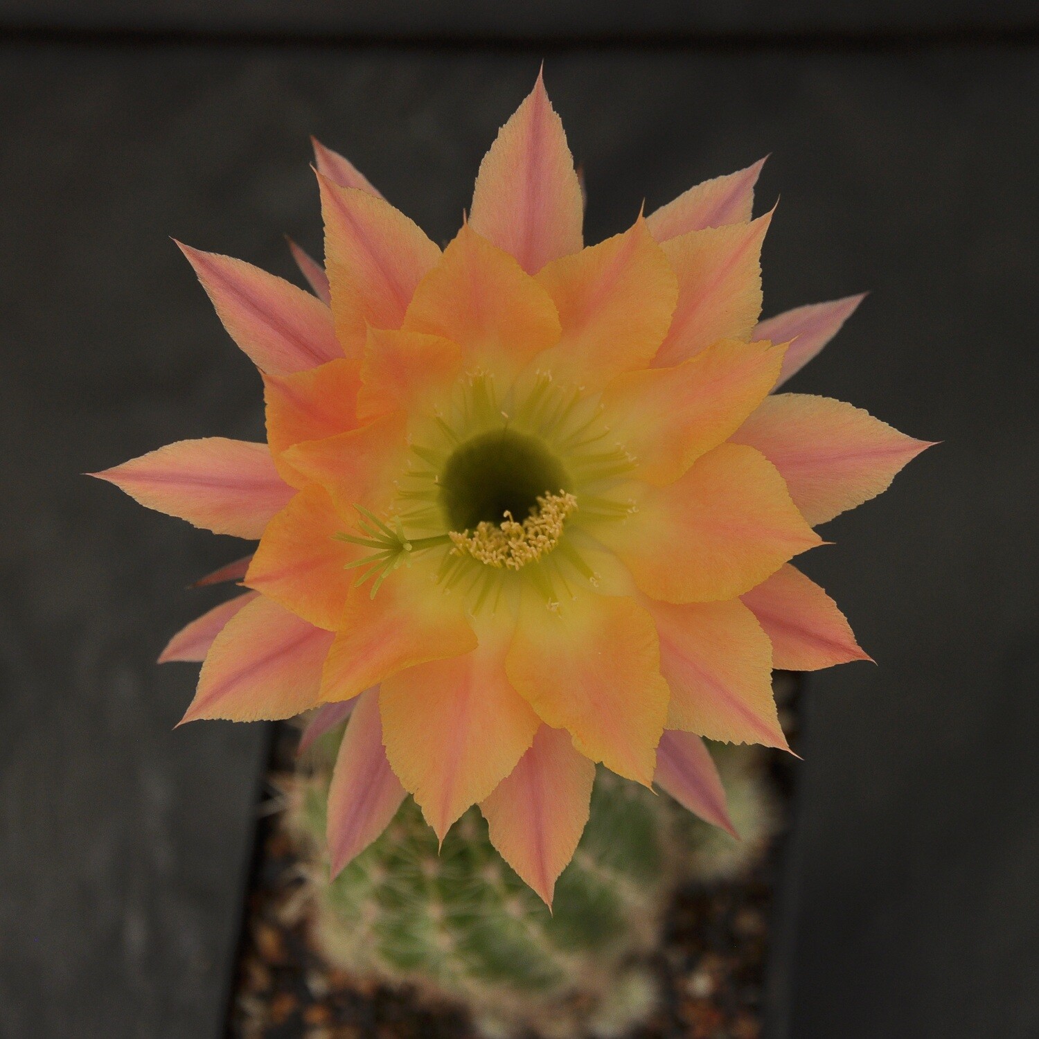 Echinopsis hybrid Gyda-FLOWER