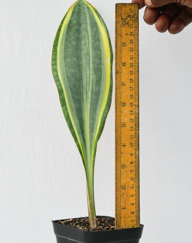 Sansevieria masoniana variegated (Whale fin)