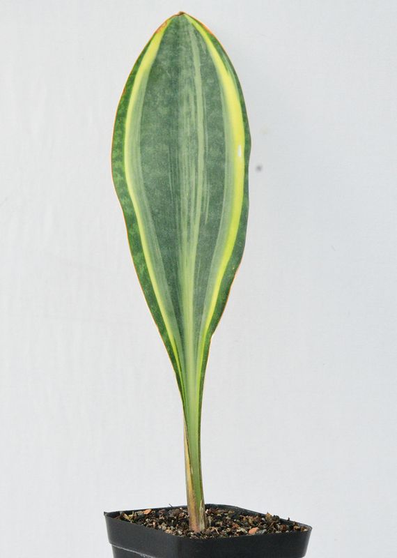 Sansevieria masoniana variegated  (Whale fin)