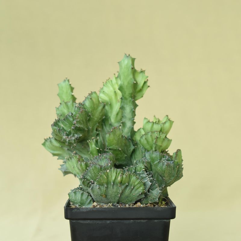 Euphorbia lactea crest