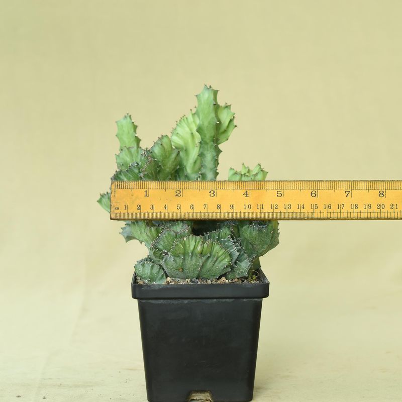 Euphorbia lactea crest