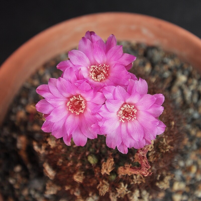 Rebutia mentosa syn Sulcorebutia tortorensis-Flower