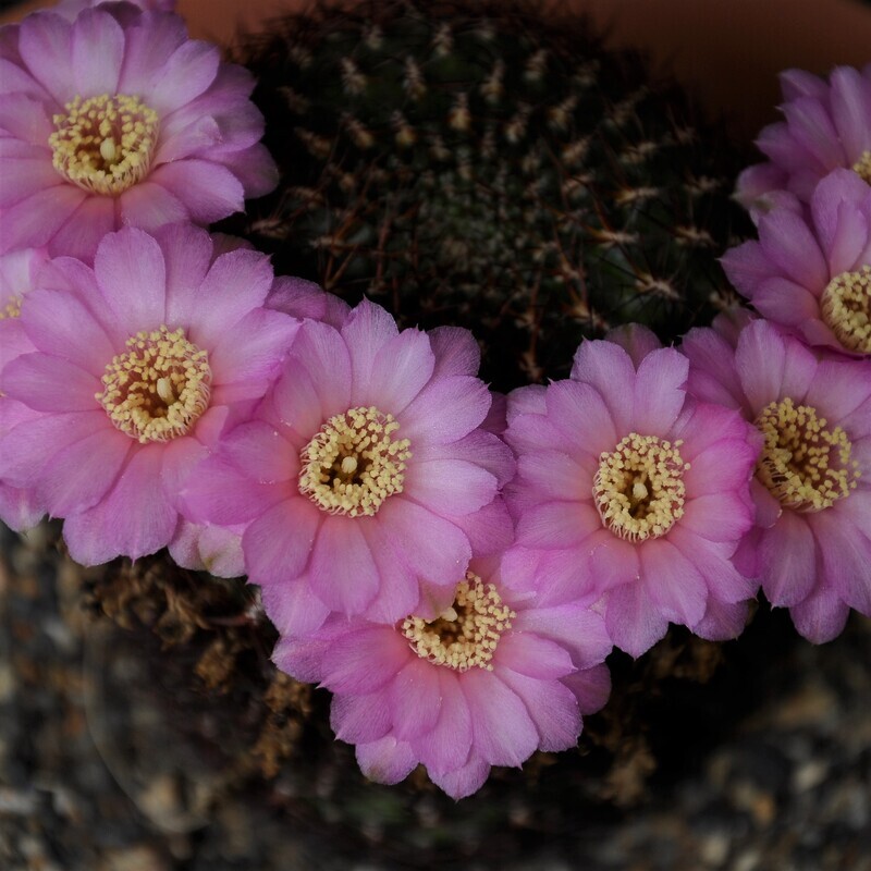 Rebutia mentosa syn Sulcorebutia tortorensis in bloom, top-down