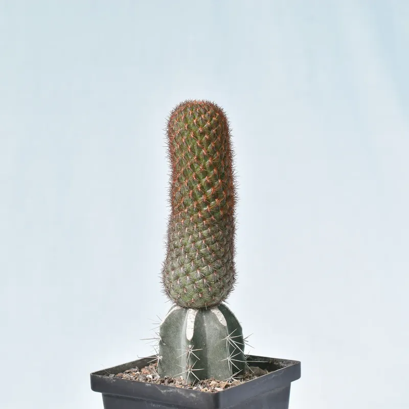 Rebutia mentosa syn Sulcorebutia tortorensis