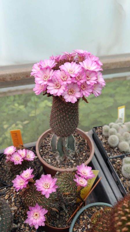 Rebutia mentosa syn Sulcorebutia tortorensis potted specimen with clustered pink blooms