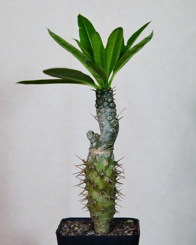Pachypodium lamerei monstrose form Pachypodium lamerei monstrose form