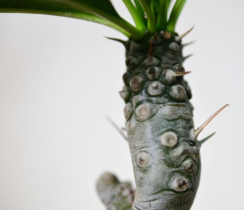 Pachypodium lamerei monstrose form