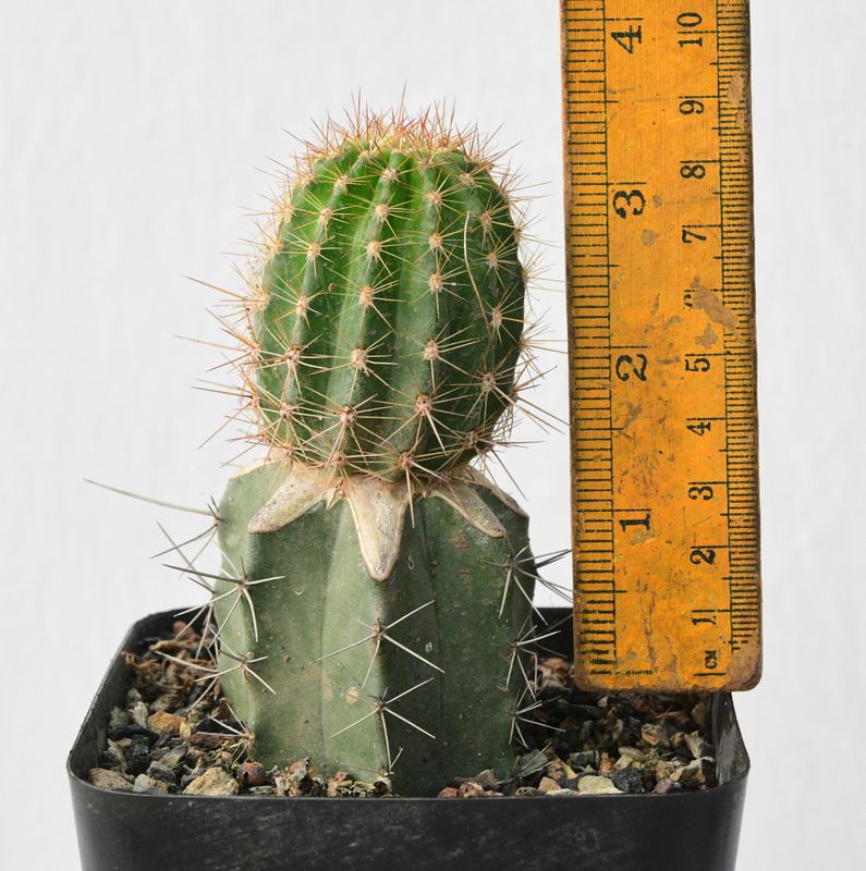 Echinopsis hybrid Draco small specimen with ruler for size reference