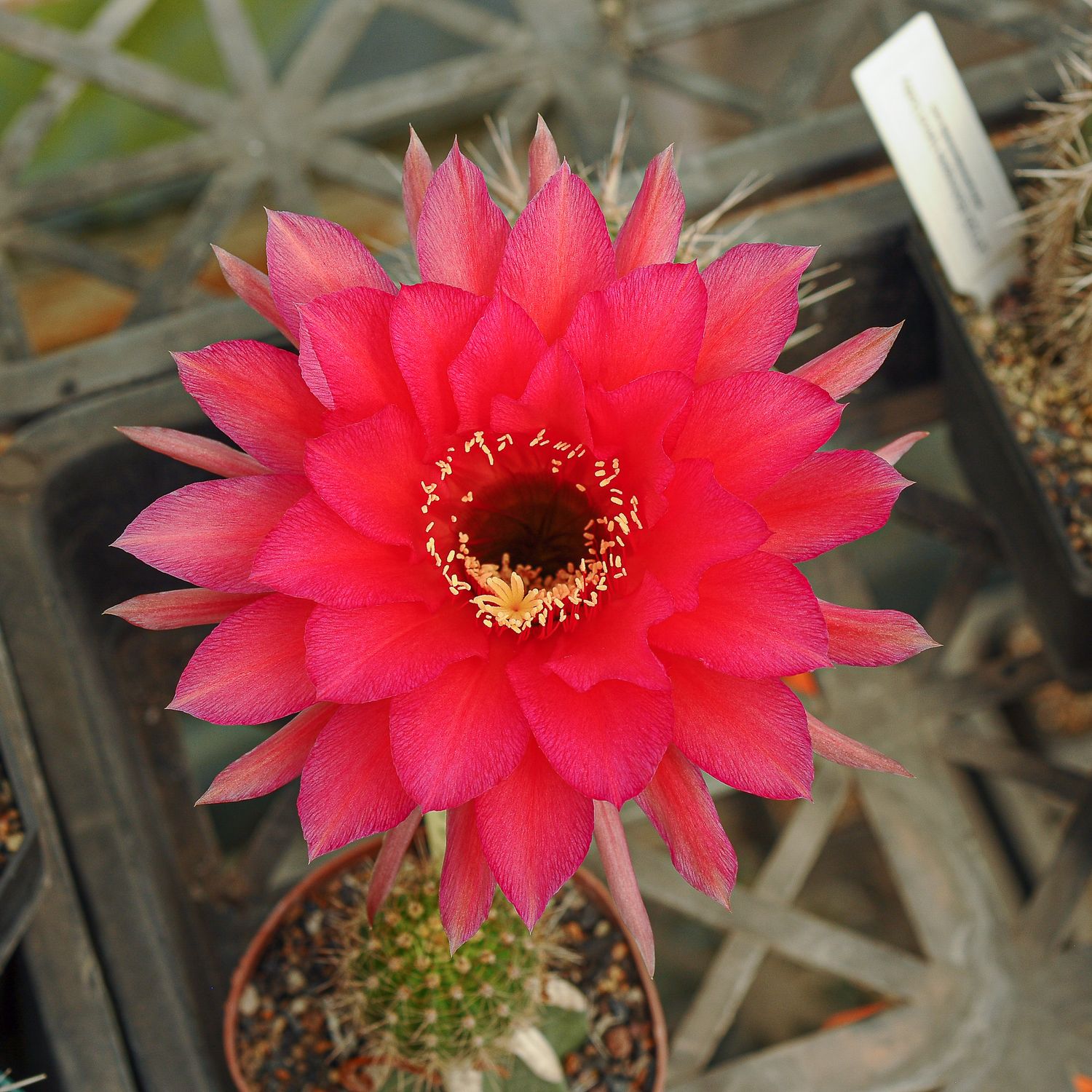 Echinopsis hybrid Draco