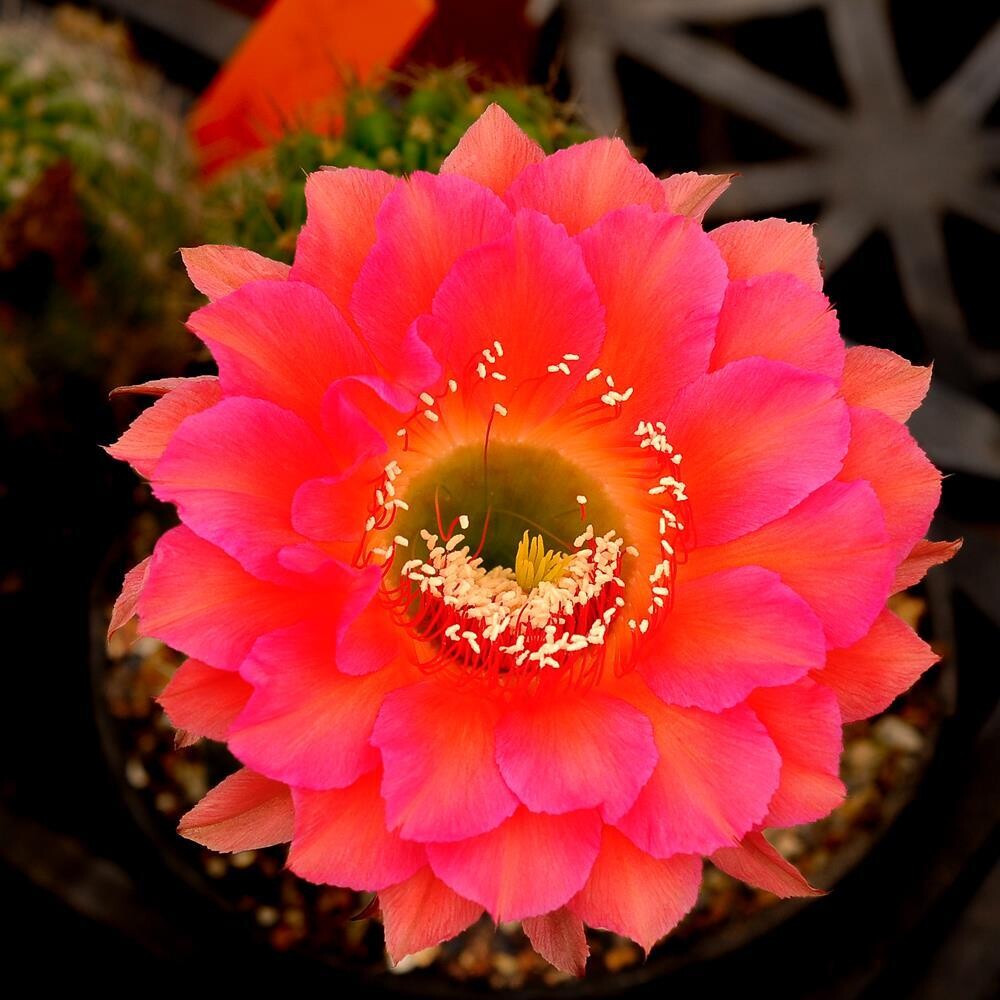 Echinopsis hybrid Sirius in bloom with vibrant red-pink flowers